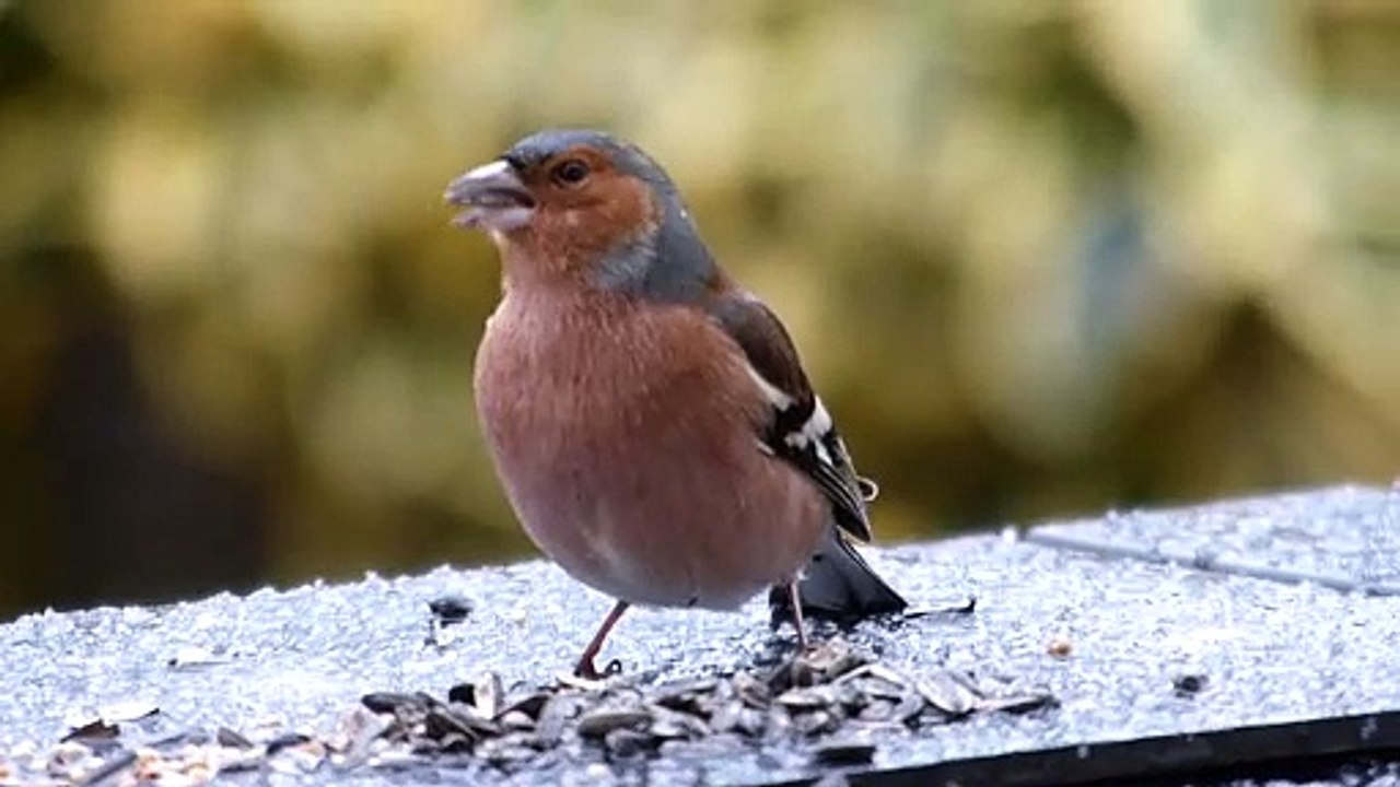 gros plan sur le pinson