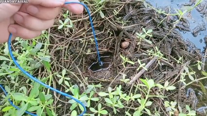 Dikira Hoax Padahal Nyata.. Memancing Belut Monster Super Besar Di Kebun Sawit. Belut Purba Kah Ini
