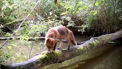 Ce tronc d'arbre est le rendez-vous de dizaines d'animaux en forêt