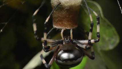 Amazing Tiger Spider Egg Laying. Sorprendente Puesta de huevos de la araña tigre