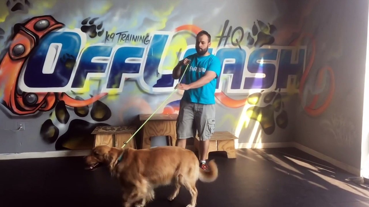 KÖPEK IRKI VE TARİHLERİ