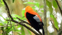 bird on a tree