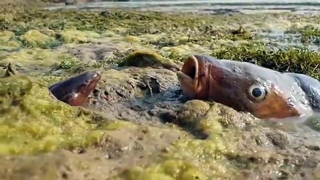 Unbelievable Hunting Style Fish Hunting Eel River Side Hole Special Hunting Video Fish Vs Eel | CreativeVilla.