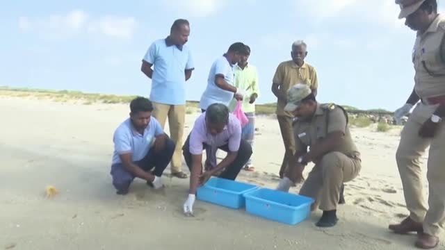 Liberan 131 crías de tortuga en una playa de la localidad india de Dhanushkodi