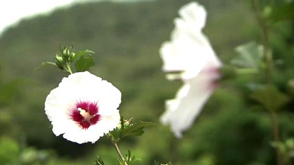 가장 좋아하는 무궁화는?...흰 꽃잎에 붉은 무늬 / YTN