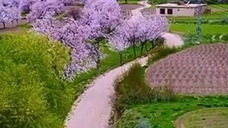 Beautiful Cherry Blossoms Skardu Gilgit Baltistan  Pakistan