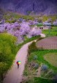 Beautiful Cherry Blossoms Skardu Gilgit Baltistan  Pakistan
