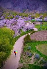 Beautiful Cherry Blossoms Skardu Gilgit Baltistan  Pakistan