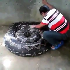 Dev yılanla korkunç şov!