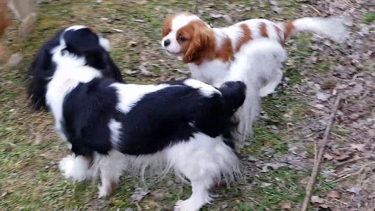 Jeux pendant la promenade du soir suite