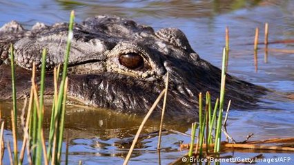 Krokodil-Alarm nach Massenausbruch in Südafrika