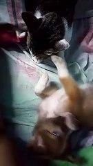 Cat And Dog