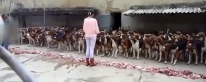 300 köpeğe yemek veren kadın sosyal medyada büyük tepki çekti!