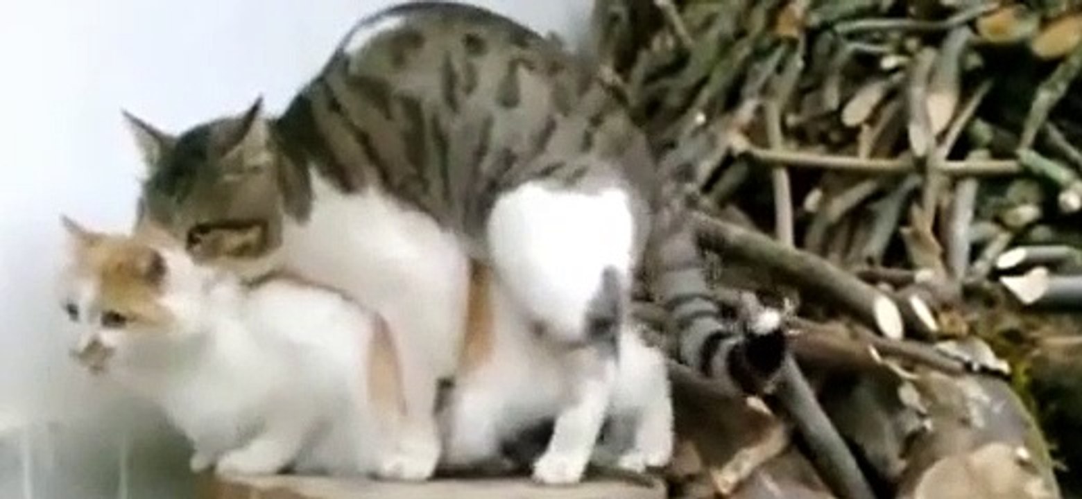 Kedi Çiftleşmesi +18