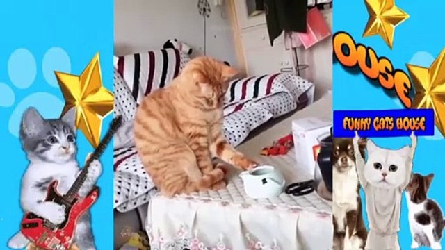 ESPIRROS DE GATINHOS ENGRAÇADOS GATINHO TOCANDO GUITARRA