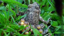 Daddy midwife toad takes care of the eggs and larva of water beetle goes hunting!. Sapo partero.