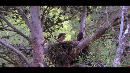 Wonderful goshawk with its precious chicks. Maravilloso azor con sus preciosos polluelos.