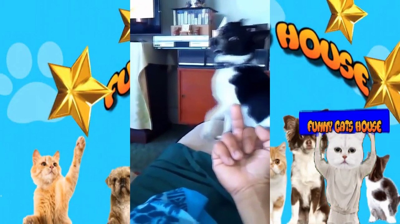 TENTE NÃO RIR DESAFIO DO GATO E O DEDO