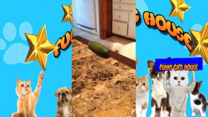 GATINHOS CONTRA PEPINOS A LUTA CONTINUA ENTRE ELES KKKK