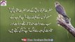 Amazing Quotes In Urdu (Best Collection Of Hazrat Usman Quotes) Rj Faizan Khan