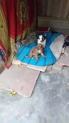Cute Puppy Family