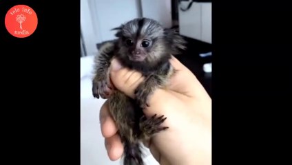 world smallest monkey little crazy monkey naughty monkey