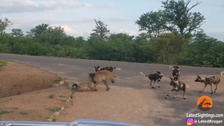 Hyena Protects Den From Intruding Wild Dogs | Hyena vs Wild Dogs | Krugar National Park | Africa