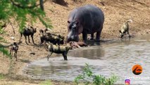 Hippo Steals Kudu from Wild Dogs | Hippo vs Wild Dogs | Incredinle Footage | Krugar National Park