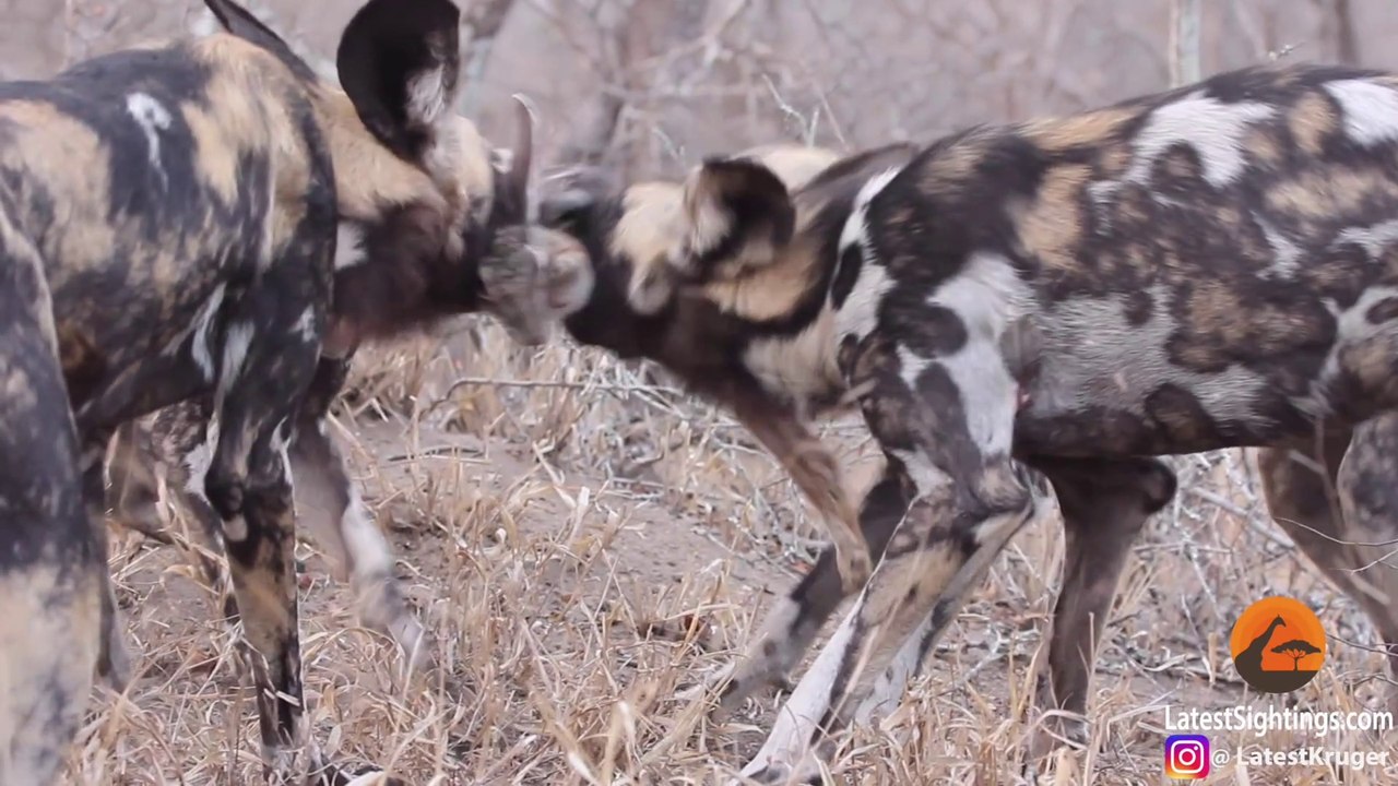 Wild Dogs Tear Hare in Half_| Rait into two Pieces By the Wild Dogs | Live Footage | Krugar Natioal Park