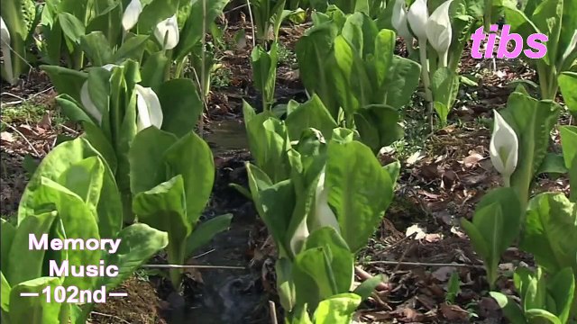 （たおやかインターネット放送)メモリーミュージック第１０２回春向け音楽特集Spring music feature