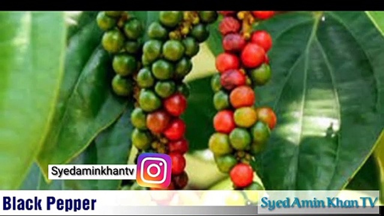 Benefits of Black Pepper _ Kali Mirch K Khasusiaat aor Faiday _ Health Tips_HD