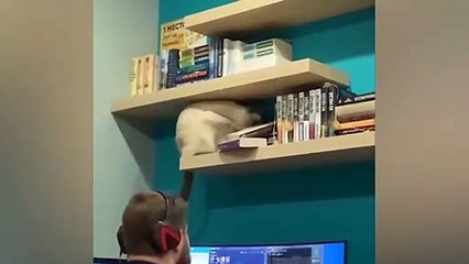 Most Watch New Fanny Video 2021 - Funny Videos Compilation 2021