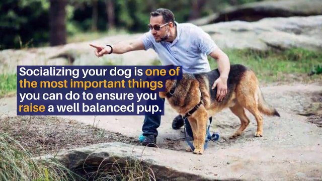 Top 4 Tips To Socializing Your Dog Training School Sydney