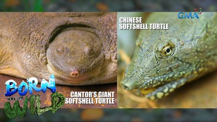 Born to be Wild: Chinese softshell turtle vs. Cantor's giant softshell turtle
