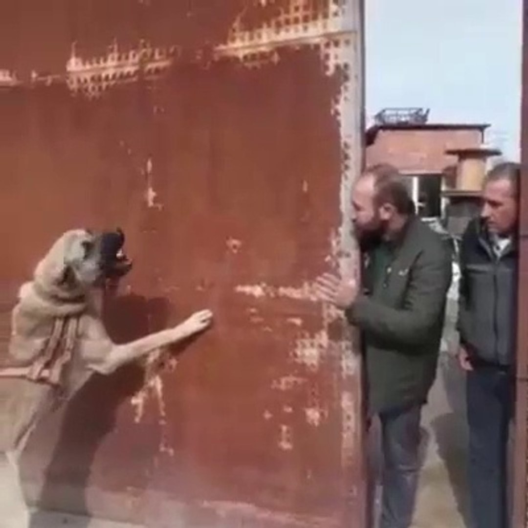 PiTBULL vs KANGURU vs iNSAN PiTBULL DOG vs KANGAROO and PEOPLE