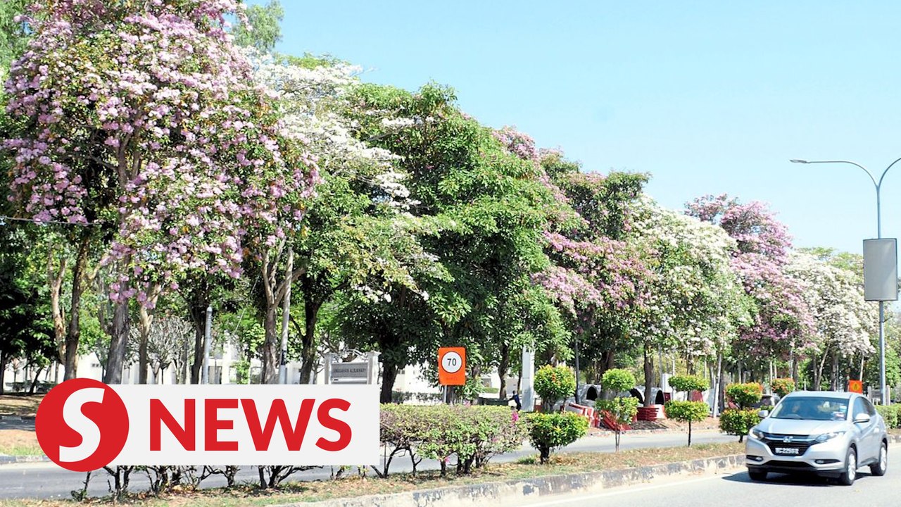 Tecoma flowers wither due to hot spell