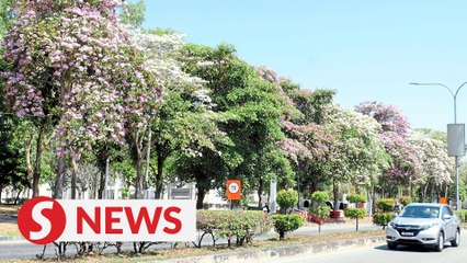 Tecoma flowers wither due to hot spell
