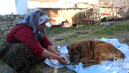 Sokak köpeğini av tüfeğiyle vurmuşlar!