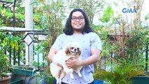 AHA!: Shih Tzu, the most popular dog breed in the Philippines
