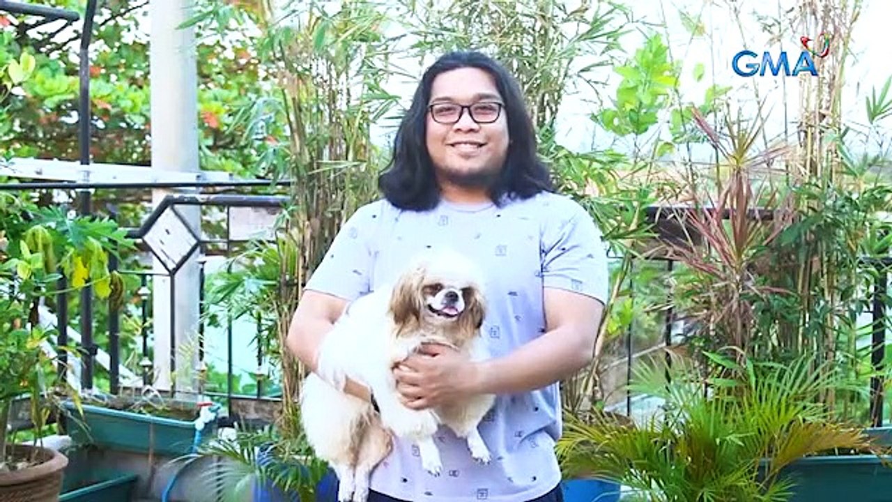 AHA!: Shih Tzu, the most popular dog breed in the Philippines