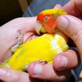 Bird Lays Back Into Hand for a Cuddle