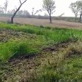 तीन कृषि कानूनों को लेकर विरोध कर रहे किसानों के समर्थन में किसान ने गेंहू की फसल जोत डाली