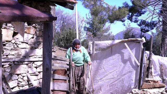 ANTALYA - 11 kız kardeşli 70 yaşındaki kadının 62 yıllık çobanlık hikayesi ilgi çekiyor