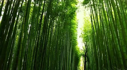 Bamboo Forest In japan