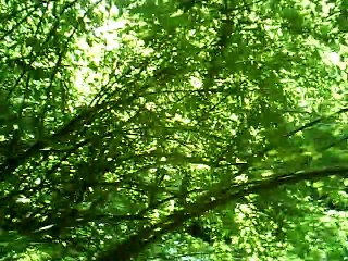 Miss McCleod's reel harmonica c