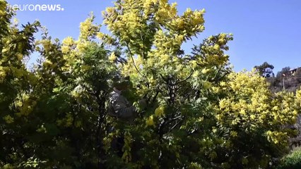 Время мимозы: цветоводы ожидают высокую прибыль к 8 Марта