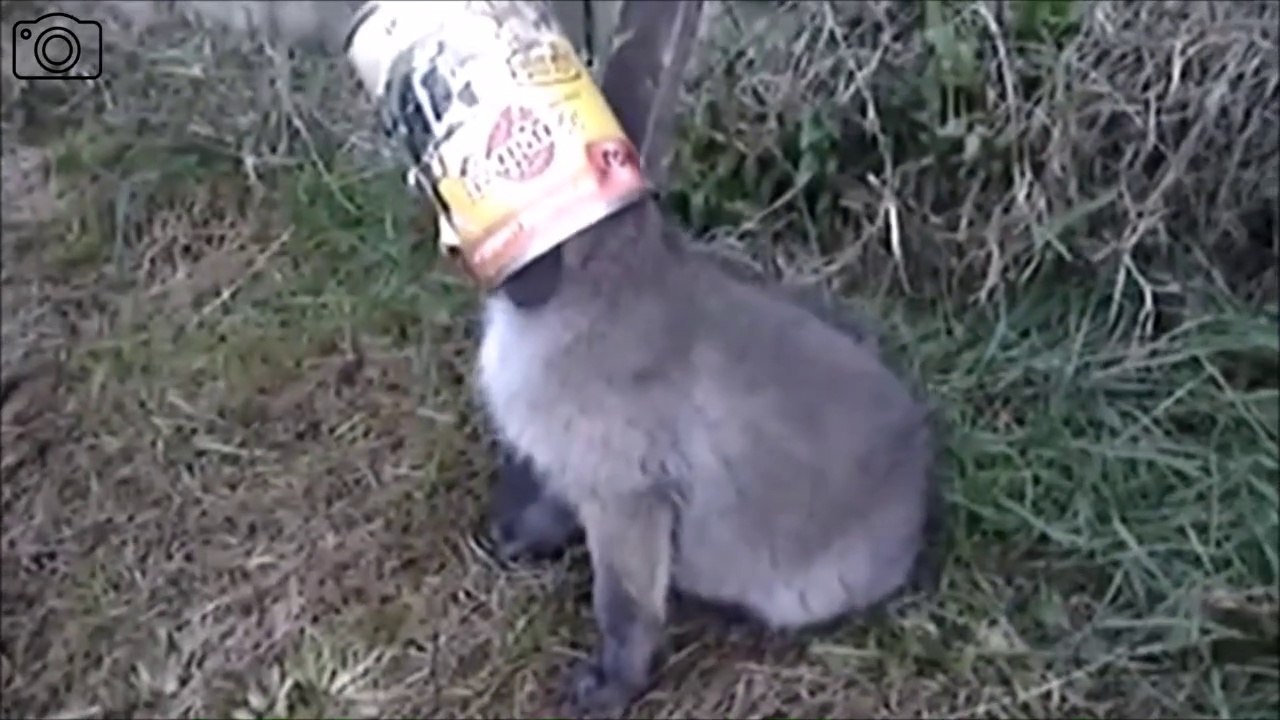 Un bébé renard a la tête coincée dans une boite de conserve