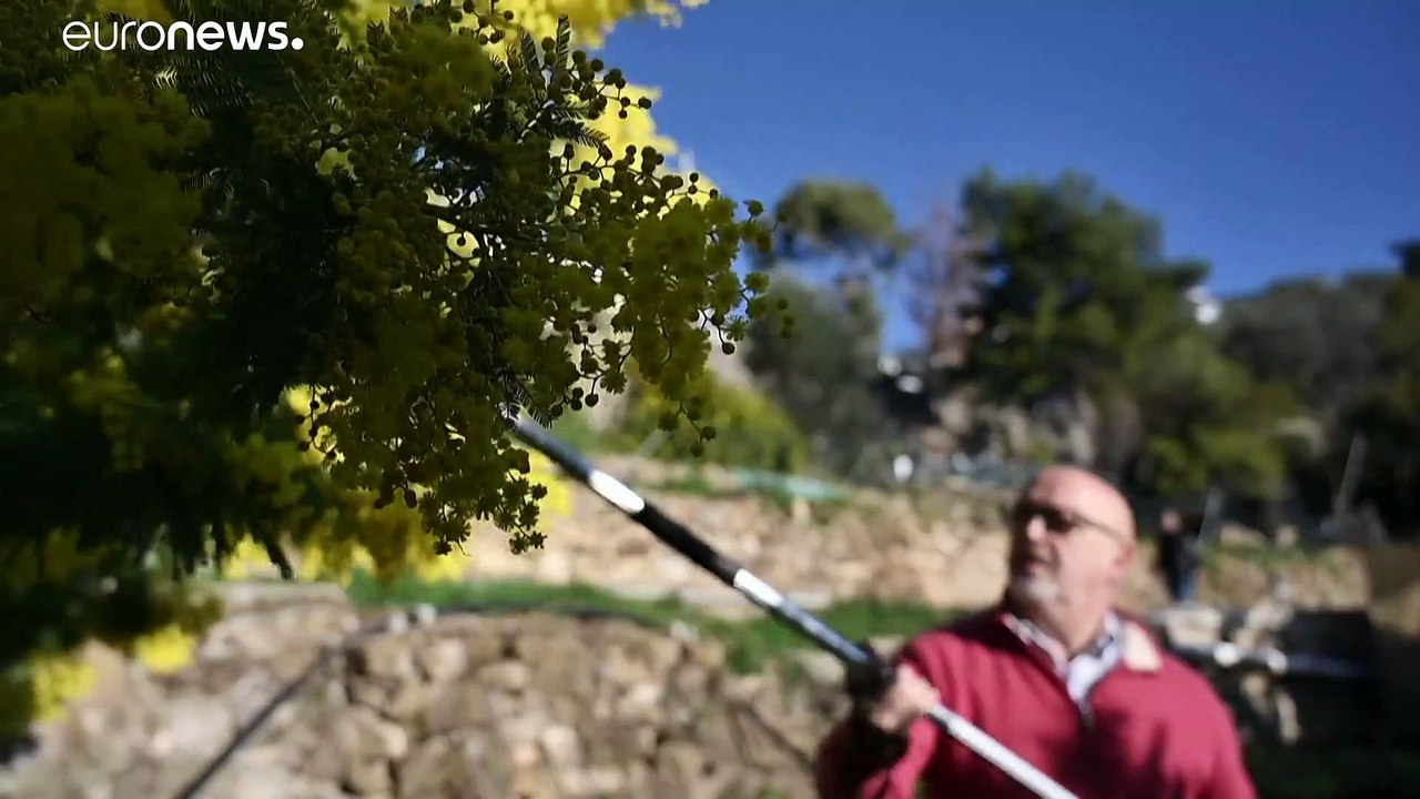 Mercado das Mimosas floresce
