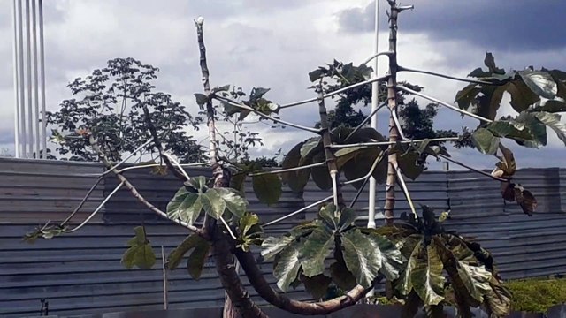 Airbus A330 PR-AIU na aproximação final antes de pousar em Manaus vindo de Campinas