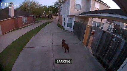 Ordonner à son chien de rentrer à la maison depuis son travail